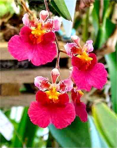 Tolumnia Phyllis Envy 'Ruby Queen'